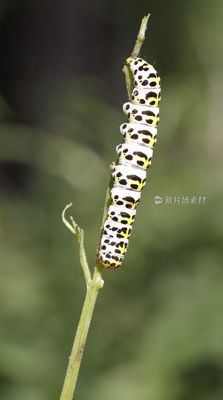 水Betony Moth (Cucullia scrophulariae)毛虫